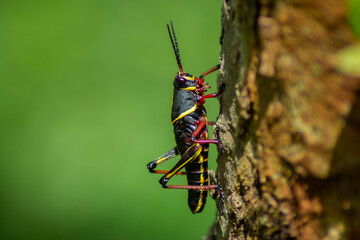 Lubber grasshopper