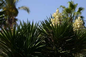 Blooming Yucca plant .white exotic flowers with long green leaves on blue sky background Yucca gigantea (elephantipes, guatemalensis) is a yucca species that is native to Center of America.