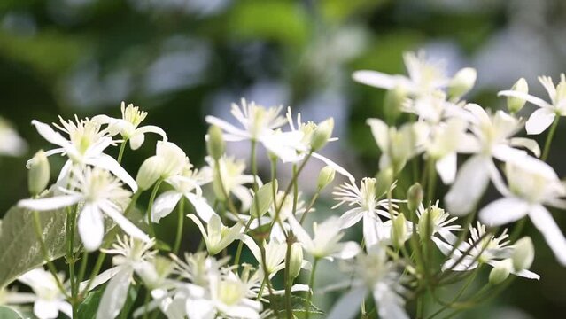 Blooming white clematis on the garden. Summer composition.