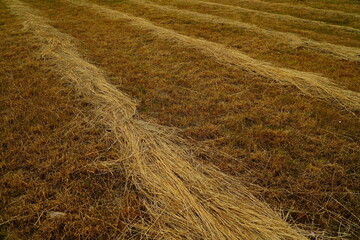 A yellow field of cut grass with even rows acrossextending into the distance
