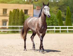 Obraz premium Beautiful horse run gallop in sand. A spotted thoroughbred sports mare. Summer light. Front view. Equestrian sport. Sports banner