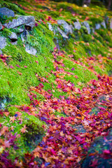 京都嵐山の紅葉