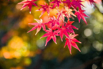 京都嵐山の紅葉