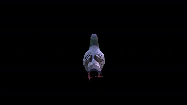 Pigeon Back Walk, Animation.Full HD 1920&times;1080. 06 Second Long.Transparent Alpha Video. LOOP.