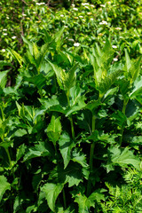Growing vegetation cup plant 
(Silphium perfoliatum) Is a flowering plant from the Asteraceae family, native to eastern and central North America. 