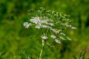 The Cow parsley (Anthriscus sylvestris) known as  wild chervil, wild beaked parsley, Queen Anne's...
