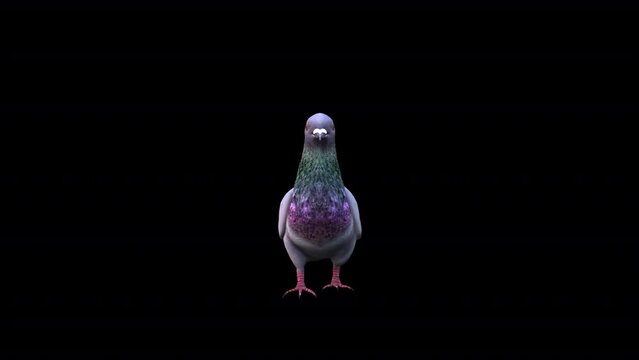 Pigeon Walk View From Front, Animation.Full HD 1920&times;1080. 06 Second Long.Transparent Alpha Video. LOOP.