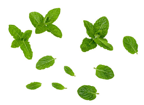 Mint leaves isolated on a white background, top-down