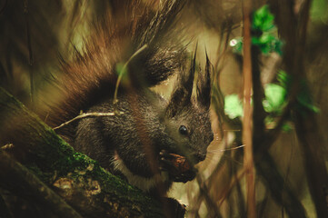 Wiewiórka,  squirrel © Lukassz7