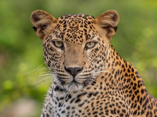 Fototapeta Close-up Of Leopard obraz