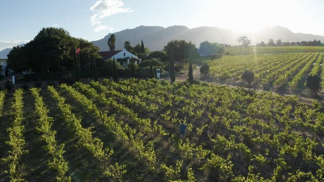 Aerial View of Vineyard with mountains in the background, Stellenbosch NU, Western Cape, South Africa.