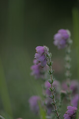 Pink purple cross leaved heath heather