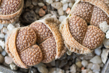 Detail on the shape of brown living stones.