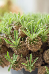 Detail of the leaf shape of a succulent plant.
