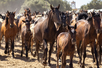 Fototapeta na wymiar El Rocio, Huelva, Spain. Transfer of mares is a livestock event carried out with swamp mares, which is held annually in the municipality of Almonte, Huelva. In Spanish called 