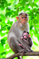 monkey mum