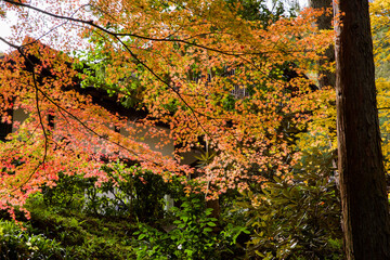 京都南禅寺の紅葉