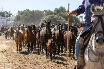 El Rocio, Huelva, Spain. Transfer of mares is a livestock event carried out with swamp mares, which...