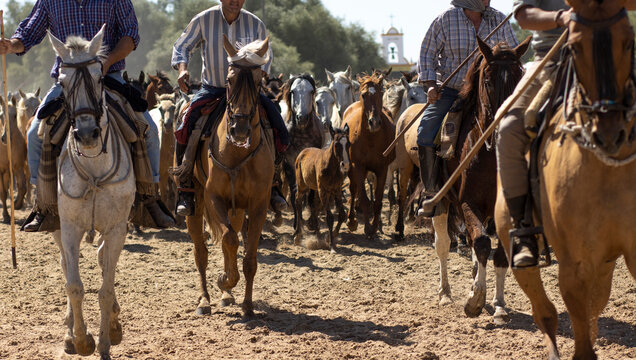 El Rocio, Huelva, Spain. Transfer of mares is a livestock event carried out with swamp mares, which is held annually in the municipality of Almonte, Huelva. In Spanish called "Saca De Yeguas".