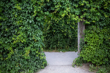 Stockholm, Sweden A row of hedgerows on a path.