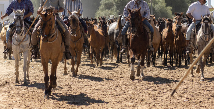El Rocio, Huelva, Spain. Transfer of mares is a livestock event carried out with swamp mares, which is held annually in the municipality of Almonte, Huelva. In Spanish called "Saca De Yeguas".
