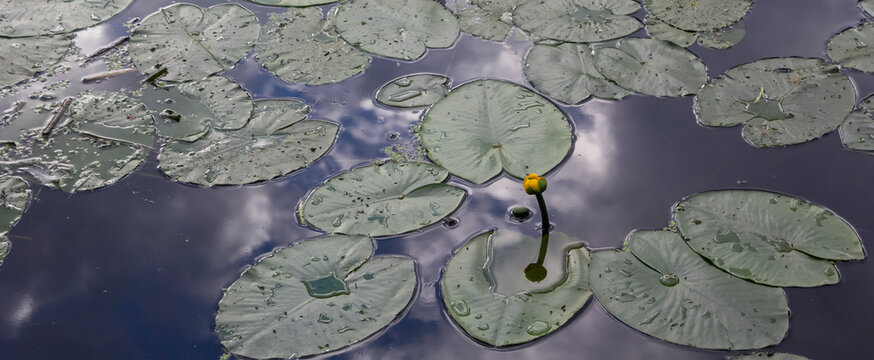 yellow water lilies in a pond with a reflection of the sky on a hot summer day