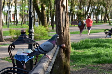Fototapeta premium a dove sits on a garden bench in the park
