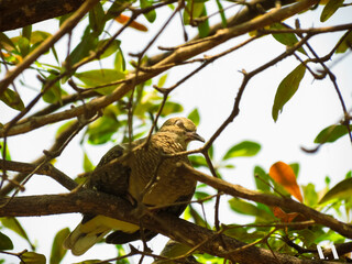 eagle on tree