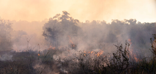 Feu de brousse, écobuage, Parc national Kruger, Afrique du Sud