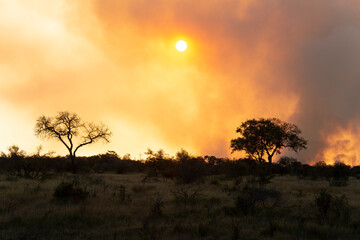 Fototapeta na wymiar Feu de brousse, écobuage, Parc national Kruger, Afrique du Sud