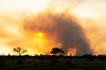 Feu de brousse, écobuage, Parc national Kruger, Afrique du Sud