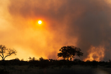 Feu de brousse, écobuage, Parc national Kruger, Afrique du Sud