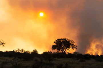 Obraz premium Feu de brousse, écobuage, Parc national Kruger, Afrique du Sud