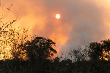 Feu de brousse, &eacute;cobuage, Parc national Kruger, Afrique du Sud