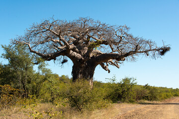 Baobab africain, Adansonia digitata, Parc national Kruger, Afrique du Sud
