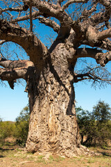 Obraz premium Baobab africain, Adansonia digitata, Parc national Kruger, Afrique du Sud