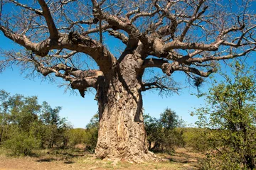 Foto op Canvas Baobab africain, Adansonia digitata, Parc national Kruger, Afrique du Sud © JAG IMAGES