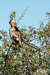 Calao leucomèle,.Tockus leucomelas, Southern Yellow billed Hornbill