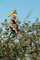 Calao leucomèle,.Tockus leucomelas, Southern Yellow billed Hornbill