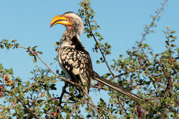 Calao leucomèle,.Tockus leucomelas, Southern Yellow billed Hornbill
