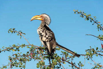 Calao leucomèle,.Tockus leucomelas, Southern Yellow billed Hornbill