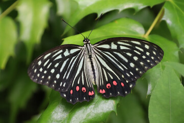 アカボシゴマダラ