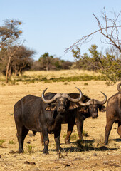 Obraz premium Cape or African buffalo bull on a game farm, South Africa