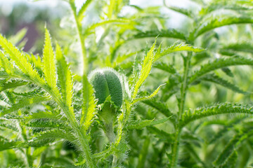 An unopened green poppy bud in nature close-up. Floral background.