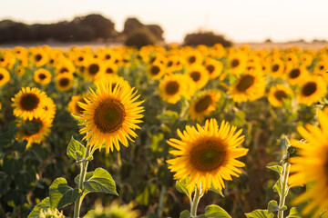 Obraz premium Sunflower field background at sunset