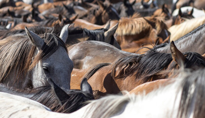El Rocio, Huelva, Spain. Transfer of mares is a livestock event carried out with swamp mares, which is held annually in the municipality of Almonte, Huelva. In Spanish called 