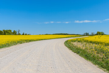 Sandy road among fields of flowering rapeseed.Long sandy road through fields and clouds in the blue sky.