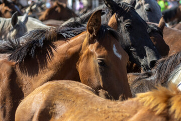 El Rocio, Huelva, Spain. Transfer of mares is a livestock event carried out with swamp mares, which is held annually in the municipality of Almonte, Huelva. In Spanish called "Saca De Yeguas".