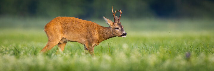 roe deer, capreolus capreolus, buck sniffing with its nose on a green hay field in summer nature. Male mammal with broken antler in horizontal composition from side view with copy space.