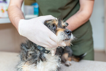 Veterinarian examining an old mixed breed dog at the exam table.vet checking the health of a sick pet at the vet clinic.
